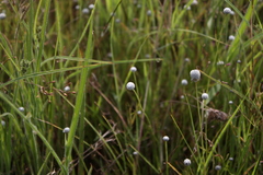 Eriocaulon quinquangulare